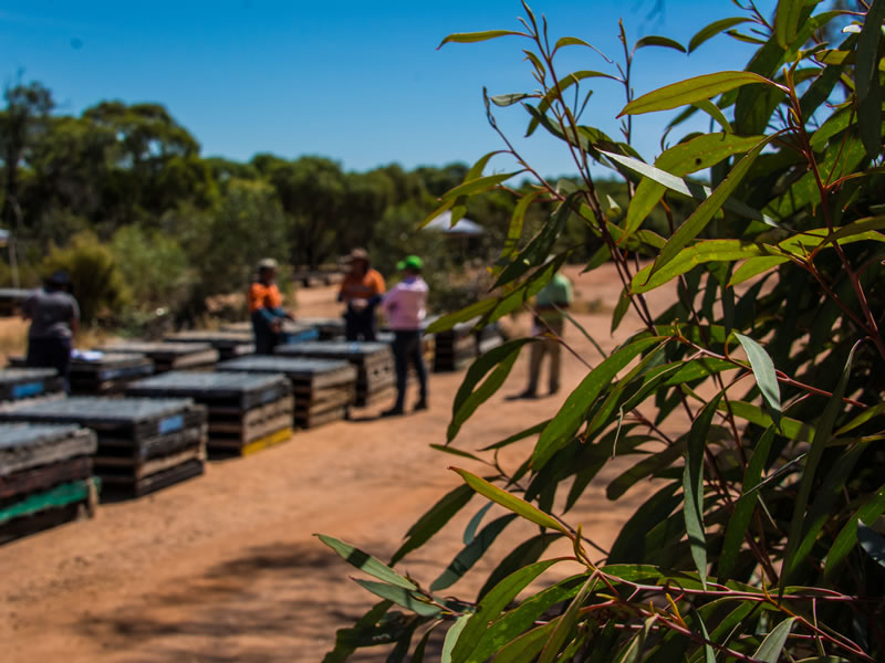 Analysing core at Wedderburn.